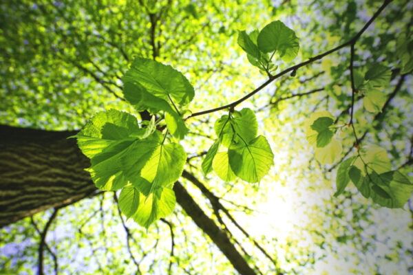 Klimaschutz-Aktionsplan für die 2. Hälfte der Legislatur