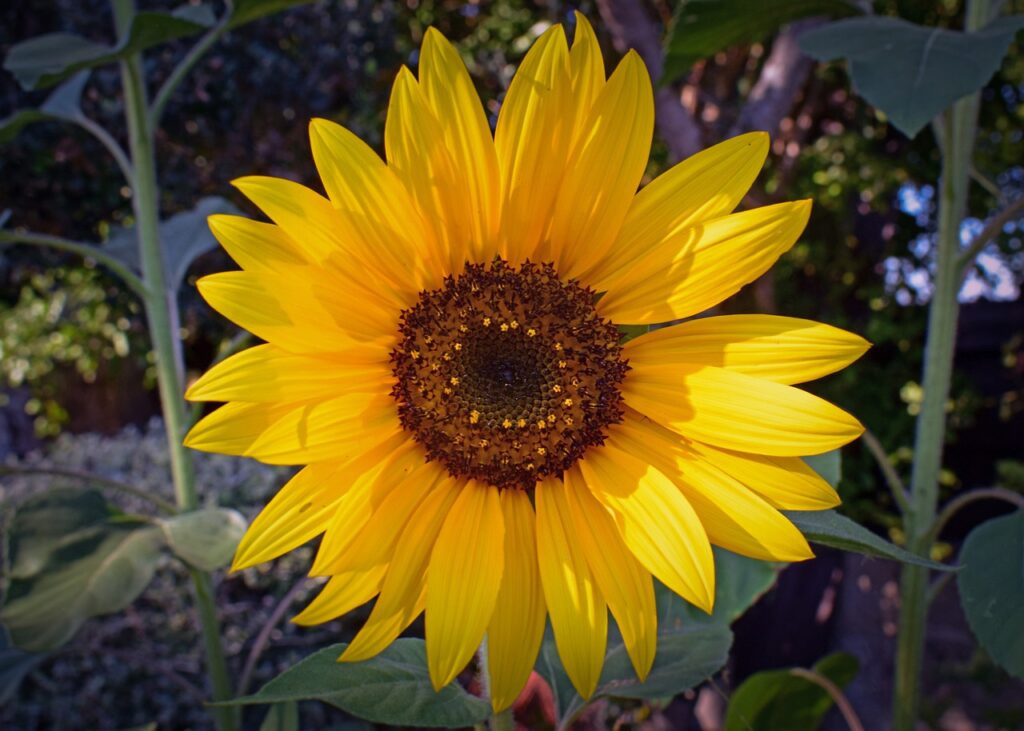 Flower Sunflower Nature Garden  - dimitrisvetsikas1969 / Pixabay