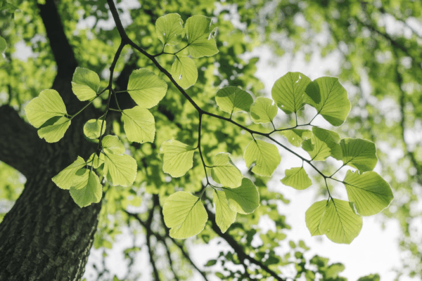 Dresden baut Fahrradparken an Haltestellen aus
